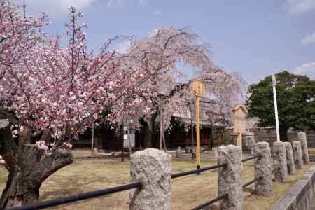 妙覚寺の桜9
