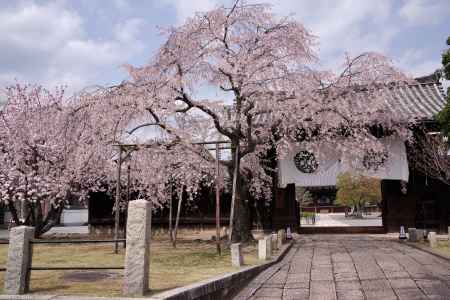 妙覚寺の桜10