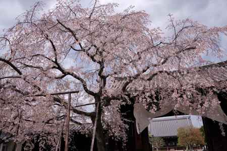 妙覚寺の桜11