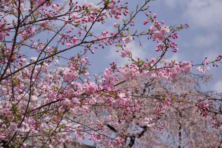 妙覚寺の桜12