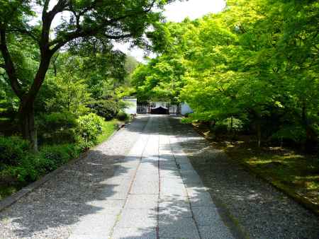 新緑の養源院2