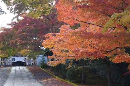 京都市の紅葉（養源院）