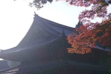 京都市の紅葉（泉涌寺）
