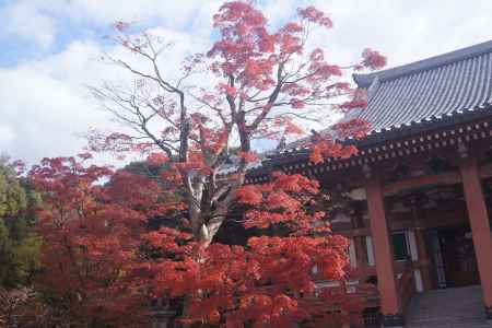 京都市の紅葉（智積院）
