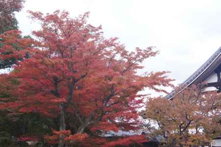 京都市の紅葉（高台寺）