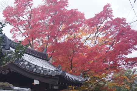 京都市の紅葉（牧護庵）