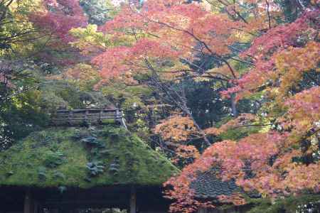 京都市の紅葉（法然院）
