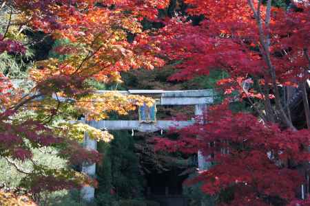 京都市の紅葉（北白川天神宮）