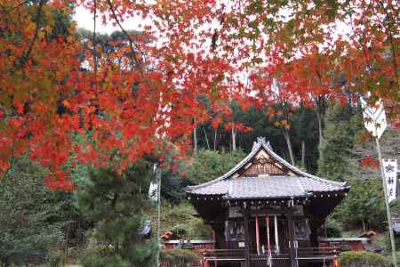 京都市の紅葉（八幡宮）