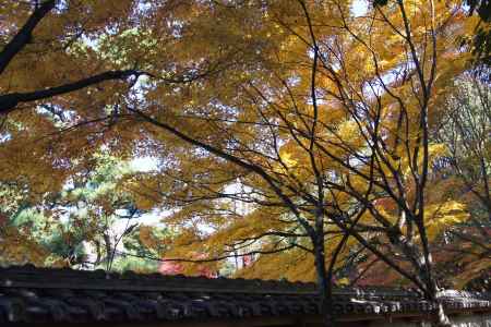 京都市の紅葉（廬山寺）