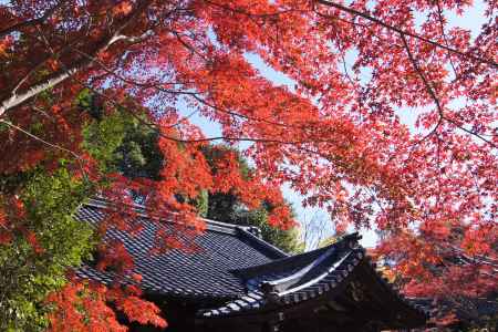 京都市の紅葉（梨木神社）