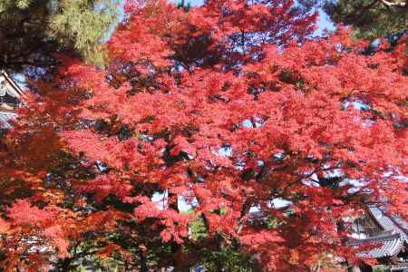 京都市の紅葉（相国寺）