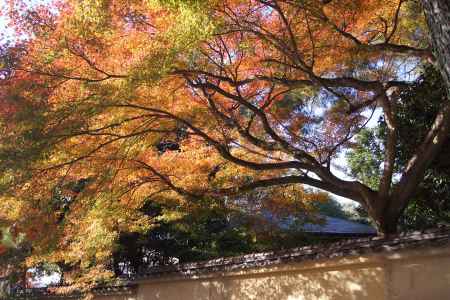 京都市の紅葉（玉林院）