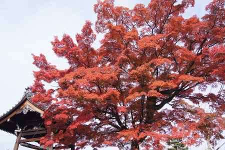 京都市の紅葉（上品蓮台寺）