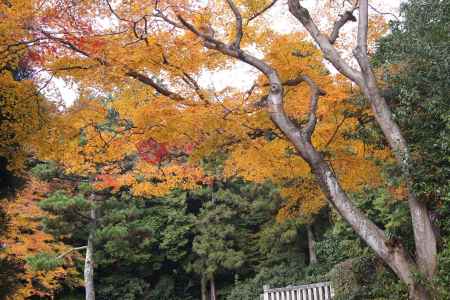 京都市の紅葉（圓乗寺東陵）