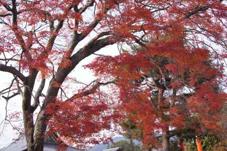 京都市の紅葉（嵯峨御旅所）