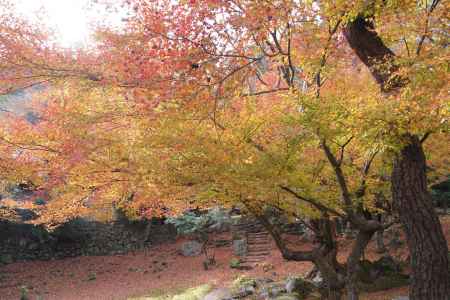 京都市の紅葉（法輪寺）