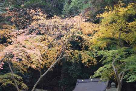 京都市の紅葉（松尾大社）