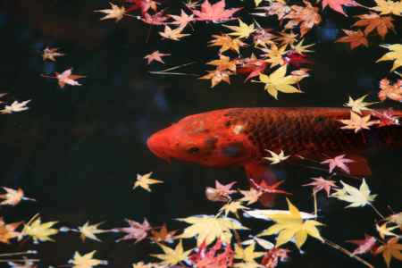 紅葉の鯉