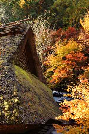 紅葉の山里