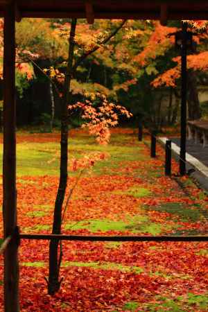 紅葉の高桐院庭園
