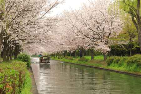 十石船桜の回廊