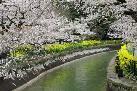 山科疎水の桜