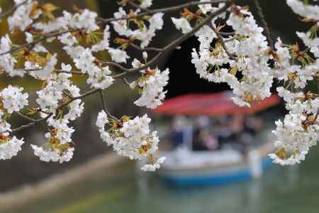 桜と琵琶湖疎水船