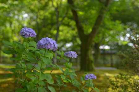 紫陽花と東福寺