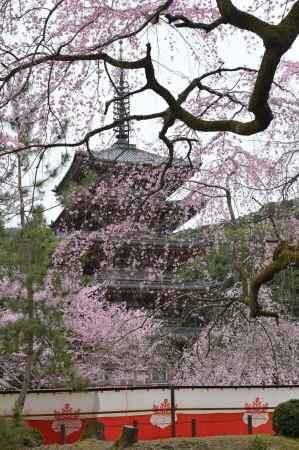 醍醐の桜と五重塔