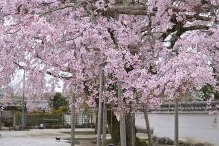 三宝院の大枝垂れ桜