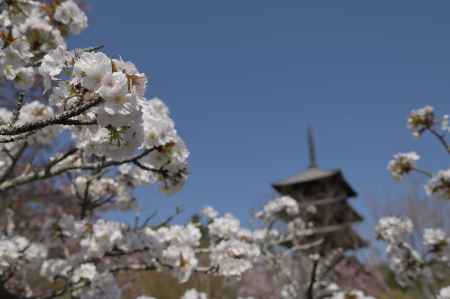 御室桜と仁和寺・五重塔