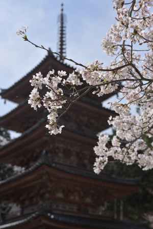桜と国宝・五重塔＿海住山寺