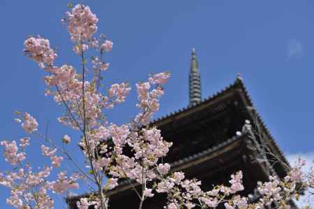 八重桜と仁和寺・五重塔