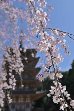 枝垂れ桜に囲まれた醍醐寺・五重塔