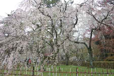 京都御苑の桜