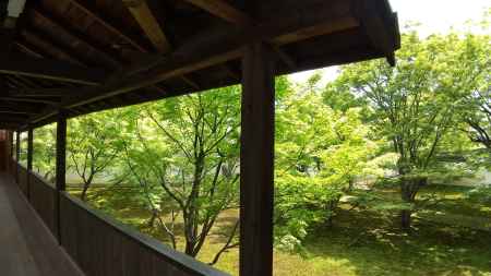 妙覚寺の新緑