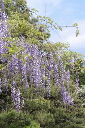 藤の花