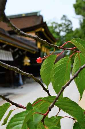 北野桜のサクランボ