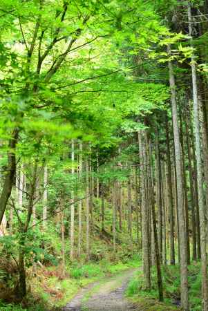 沢の池へ