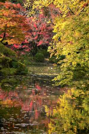 もみじ池の秋