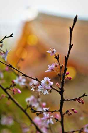 新春の寒桜