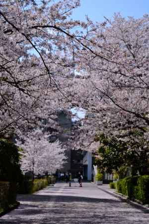 学びの桜