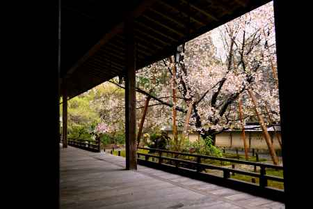 御車返しの桜