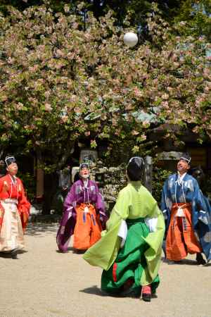 鬱金桜に舞い上がる