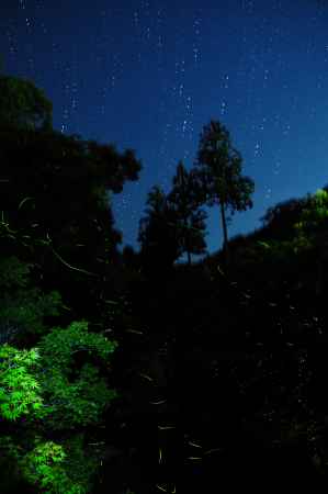 天から星が落ちてきた…ホタル