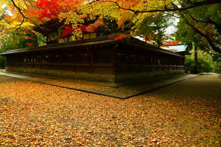 上御霊神社さん　秋の絨毯