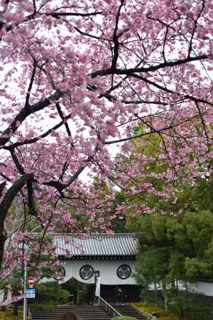 桜と黒門