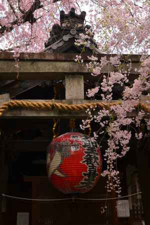 大聖歓喜天尊さんと紅枝垂桜