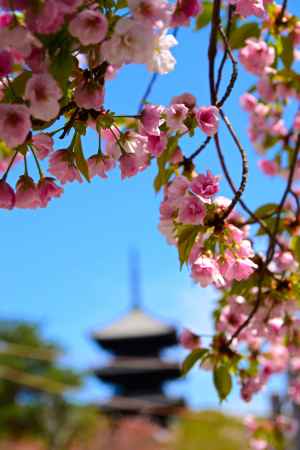 五重塔と八重枝垂桜
